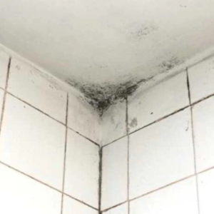 How Can I Prevent Mold and Mildew in a Humid Bathroom?