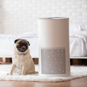 What are the practical ways to dehumidify a house?