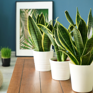 How Can Plants Help Lower Humidity Levels?