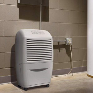 How Does a Dehumidifier Help in Preventing Mold Growth?