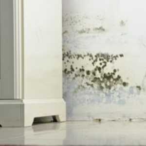 How Does Dehumidification Work to Control Mold?