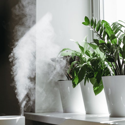 plants that dehumidify