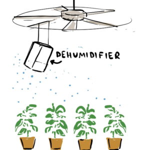 What Are suitable Plants That Absorb Humidity?