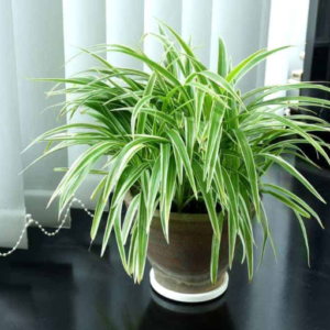 How Do Plants Help Reduce Humidity Levels Indoors?