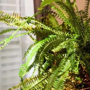 Which Types of Plants Are suitable for Absorbing Indoor Moisture?